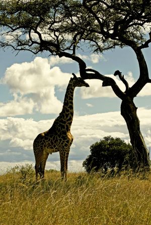 Giraffe Silhouette Kenya
